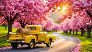 مناظر أزهار الكرز الجميلة - العلاج بالموسيقى 🌸 تهدئة الجهاز العصبي وتحديث الروح screenshot 3