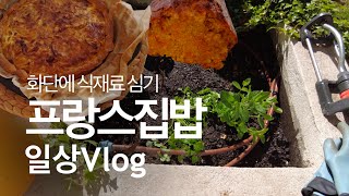 【일상VLOG】 화단에 식재료 심고싶어지는 계절, 프랑스집밥(양파파이, 당근케잌)