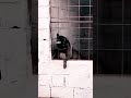 لقباحة Anime Malinois Animeedit Pitbull Music مالينوا مالينو لقباحة Anime Malinois Animeedit Pitbull Music مالينوا مالينو