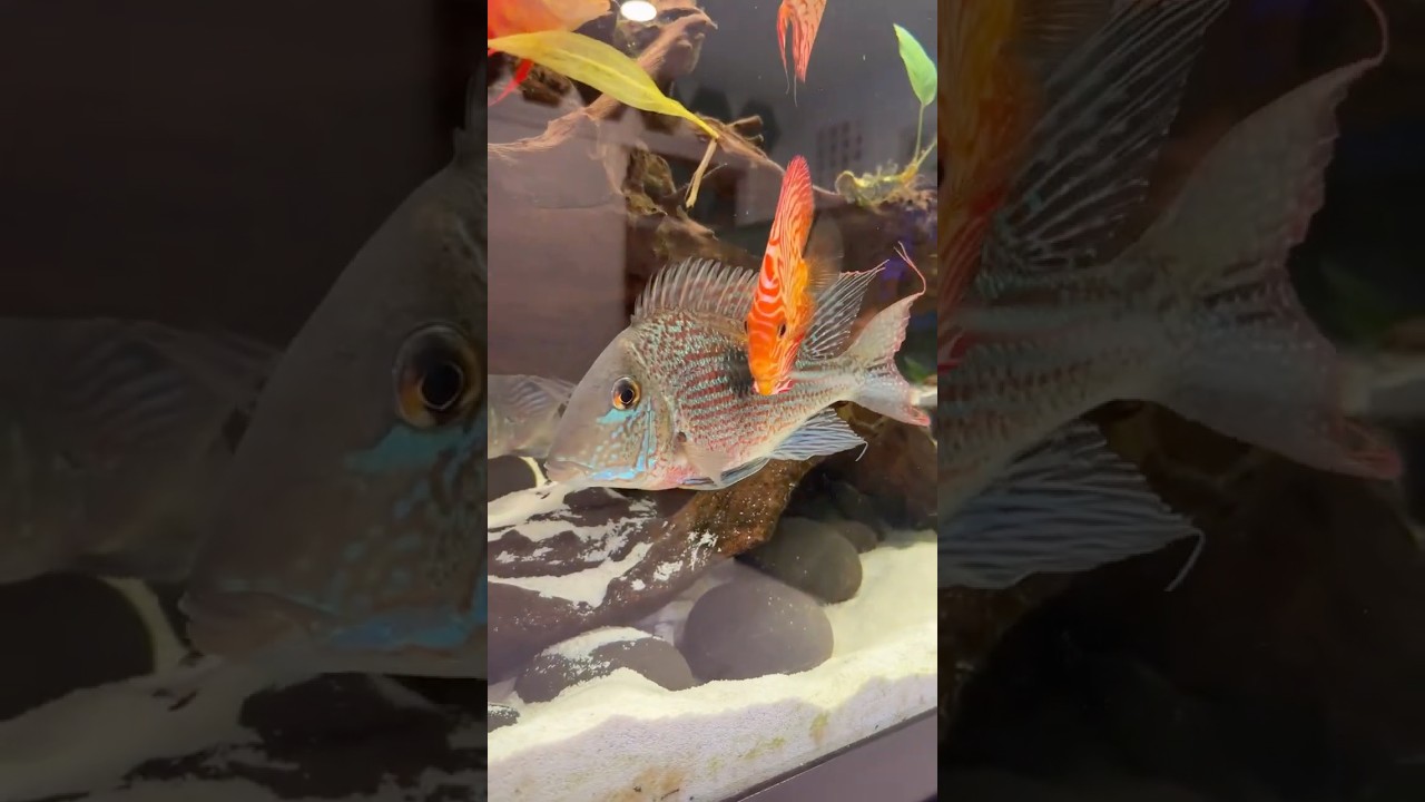 Geophagus loving their Discus Roommates!