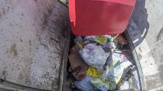 Garbage Truck Hopper Action: Wayne Curbtender