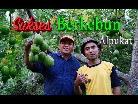 Video: Kontribusi Apa Yang Harus Dibayar Dalam Berkebun?