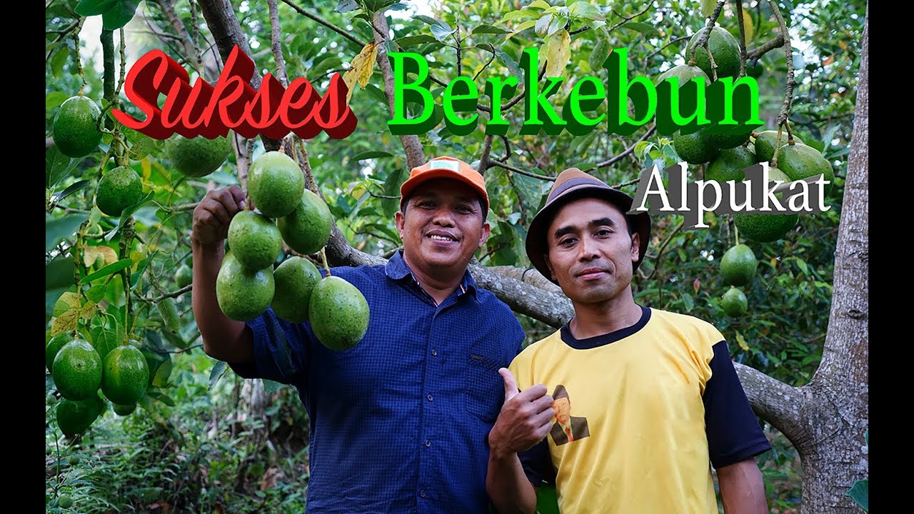 SUKSES Berkebun Alpukat