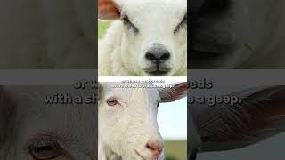 Are There Any Hybrid Animals? 🐑 #Science