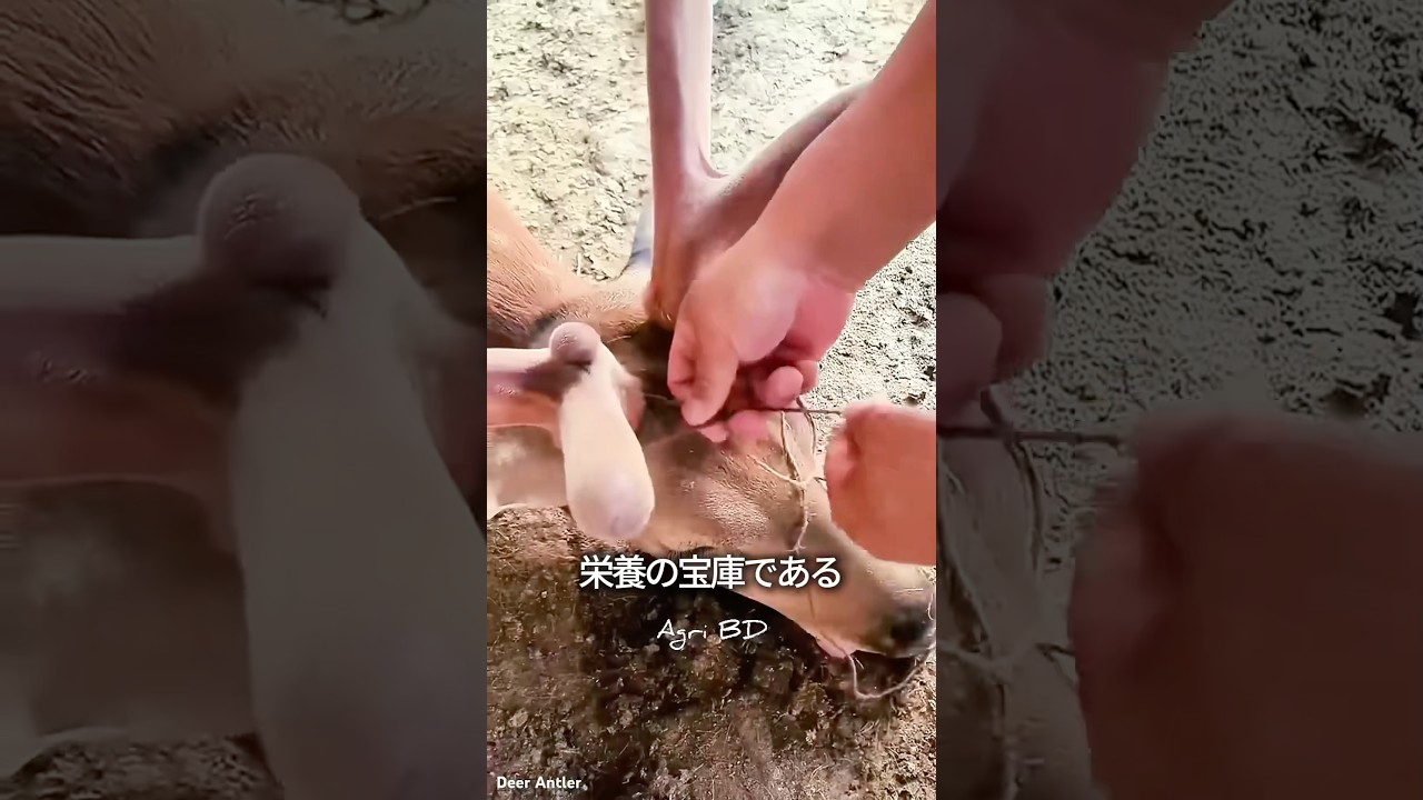 シルシル世界チャンネルイメージ