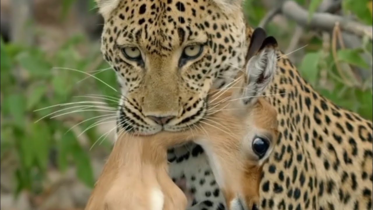 Cheetah 🐆 || Animals Content || Animal Content Creators || Cheetah Vs Crocodile