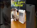 ファンヒーターを叩いて「早くつけろ！」と命令する猫 #猫 #cat #猫のいる暮らし #猫 #ねこ #ショート動画 #adorably #かわいい #猫のいる生活 #子猫