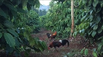 Bẫy gà rừng 2021|Mồi F1 lập công| Gà Rừng Vlogs|wild chicken trap