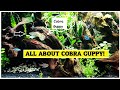Incredible Guppy Aquascape with Bala Sharks and Tetras | Cobra Guppy Aquascape | Aquatic Life Guppy