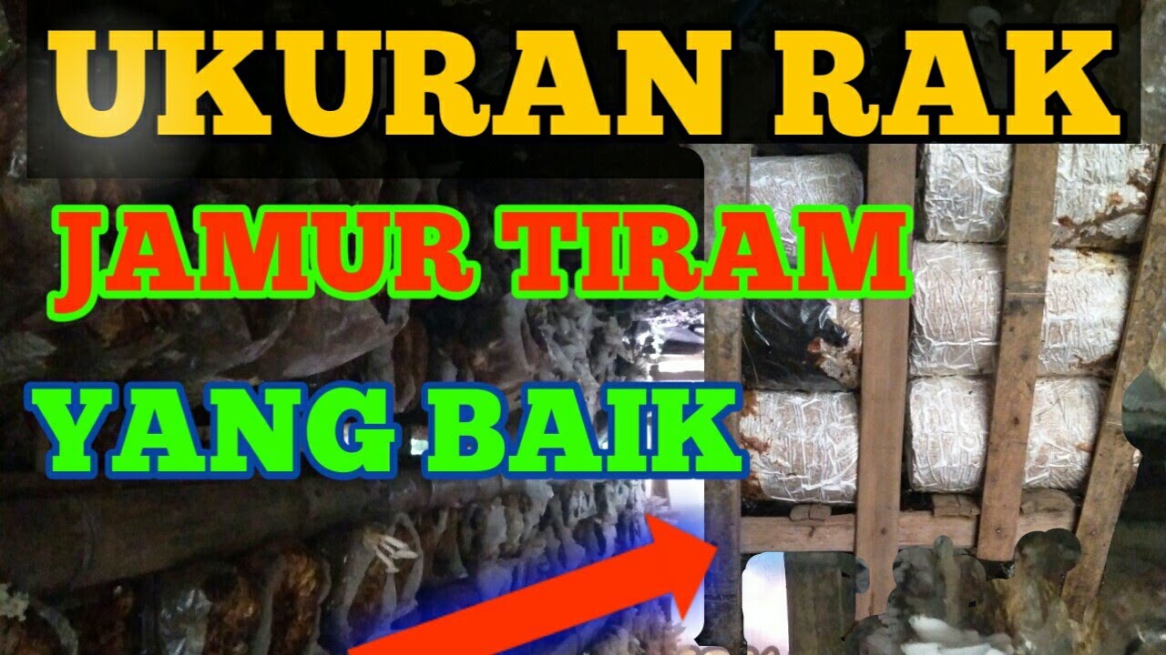 IDEAL PEMBUATAN RAK  JAMUR  TIRAM  YouTube