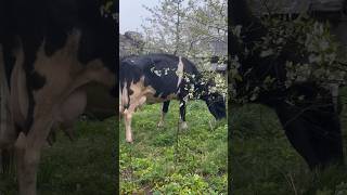 Amazing Cow