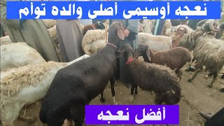 مش معقول قطع مسافه كبيره من قليوب لزفتى علشان يبيع نعجه sheep videos