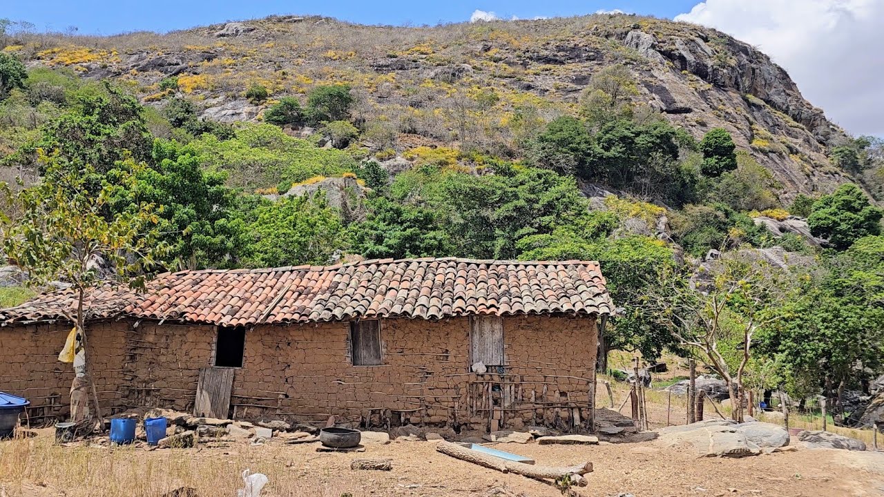Vida simples casinha de taipa muito humilde no sertão 