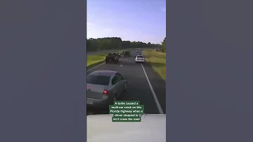 Driver Braking For Turtle Causes Multi Car Accident In Florida Shorts 