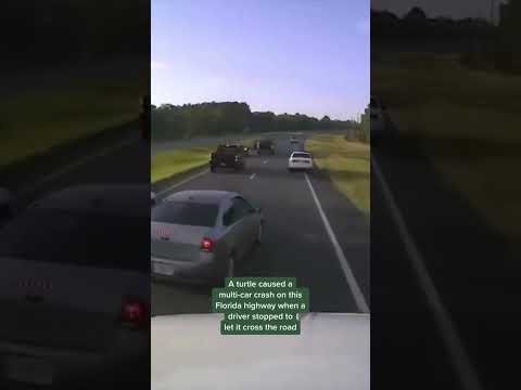 Driver Braking For Turtle Causes Multi-car Accident In Florida #shorts