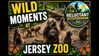 Wild Moments at Jersey Zoo – Hidden Corners Walk 🏡