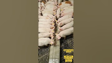 PIGLETS FEEDS AND FEEDING TIPS REGULARLY #shorts #shortvideo #pig #piggery #PIGFARM
