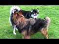 Dogs establishing rank and dominance posturing behaviour to avoid conflict