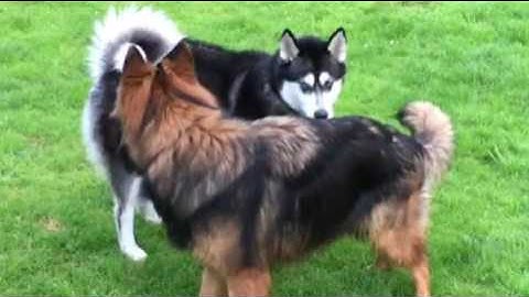 Dogs establishing rank and dominance, posturing behaviour to avoid conflict