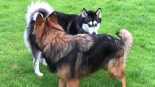 Dogs establishing rank and dominance, posturing behaviour to avoid conflict