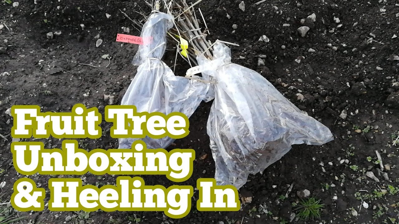 Fruit Tree Rootstocks; Unboxing & Heeling In/ The Movie - YouTube