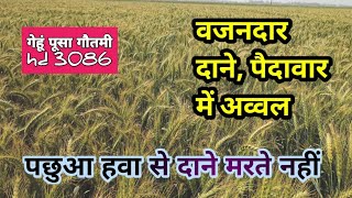 गेहूं HD 3086 पैदावार में अव्वल।। wheat varity