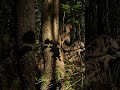 Лес #nature #лесной #wildlife #природа #forest