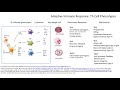 T cells Th1 Th2 and Th17 explained in 7 minutes