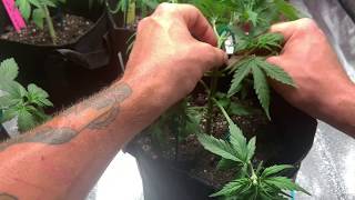 How I LST Autoflowers