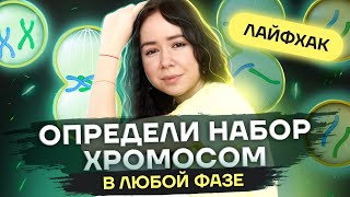 Как определить набор хромосом и ДНК в любой фазе митоза и мейоза с нуля | Биология ЕГЭ 2023 | Умскул