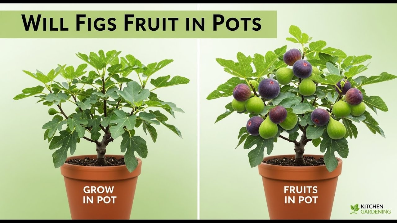 How to Grow Fig Plant in a Pot 🌱 | Will a Fig Tree Produce Fruit in ...