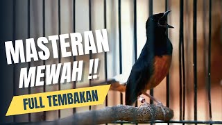 MASTERAN MURAI BATU FULL ISIAN TEMBAKAN MEWAH SANGAT AMPUH UNTUK MELATIH MURAI BATU BONGKAR ISIAN