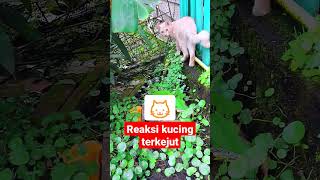 Kucing terkejut (slow motion)