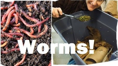 Worm Composting Tips - MORE worm castings!