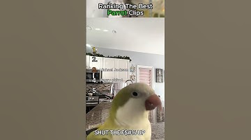 Ranking The Best Parrot Clips