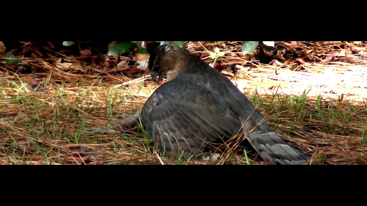 Cooper's Hawk Cooper's Hawk Catching Prey, Cooper's Hawk Hunting Cooper's Hawk Catching A