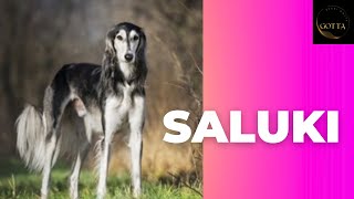 Saluki Dog breed