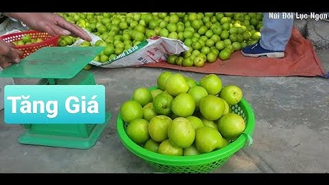 Táo Bắc Giang Tăng Giá Mạnh l Núi Đồi Lục Ngạn