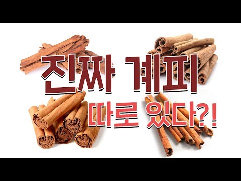 시나몬 계피의 4종류, 쿠마린 간 독성 낮은 계피는? 1편