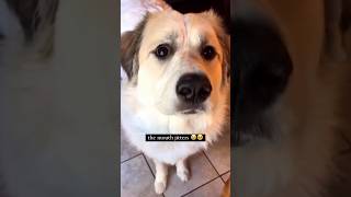 Dogs First Time Trying A Mango