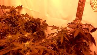 The GFGL experience..also staring BK infinity genetic..
