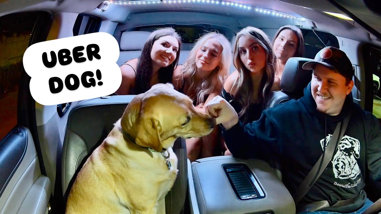Uber Dog удивляет пассажиров!