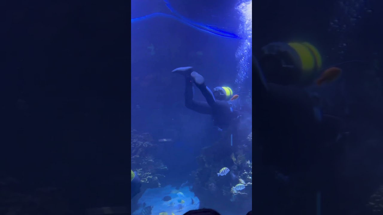 Как чистят аквариум в океанариуме в Валенсии? 🤔🇪🇸 