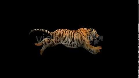 Tiger Run | Motion Graphics - Envato elements
