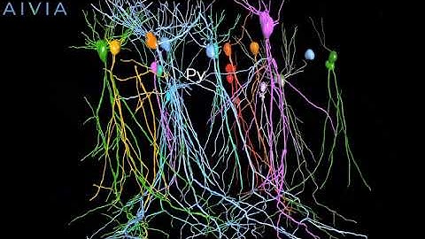 Neuron tracing 3D flythrough