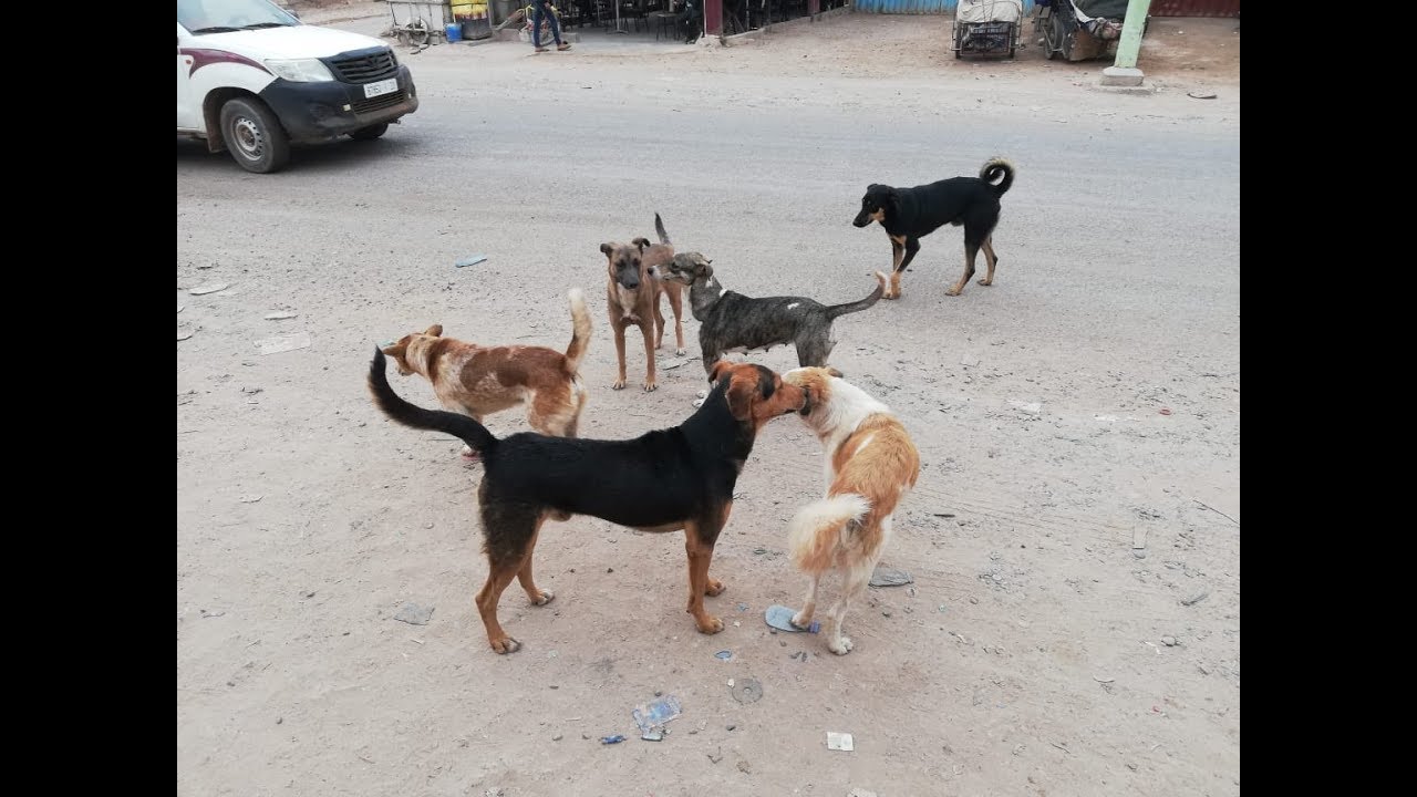 كلاب ضالة تجوب مدينة حلب