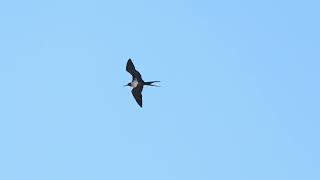 Lesser Frigatebird SD 072126 Lesser Frigatebird SD 072126