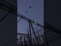 Effective Bird Repellent Device in Action | Protect Your Garden and Crops