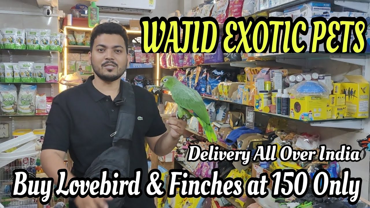 mumbai-k-sab-se-sasta-exotic-bird-s-available-at-wajid-exotic-pet