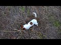 Jack Russell Terrier VS rat の動画、YouTube動画。